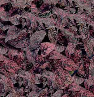 Red Polka Dot Plant