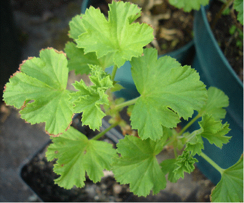 Red Raspberry Scented Geranium