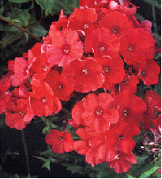 Phlox 'Red Riding Hood'