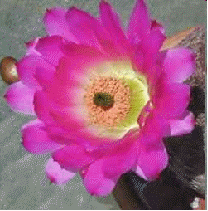 Red-Spined Rainbow Cactus flowers