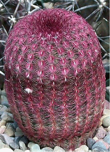 Red-Spined Rainbow Cactus