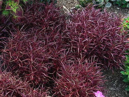 Joseph's Coat 'Red Threads' (Alternanthera 'Red Threads'