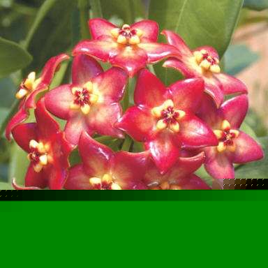 Red Wax Plant (Hoya affinis)