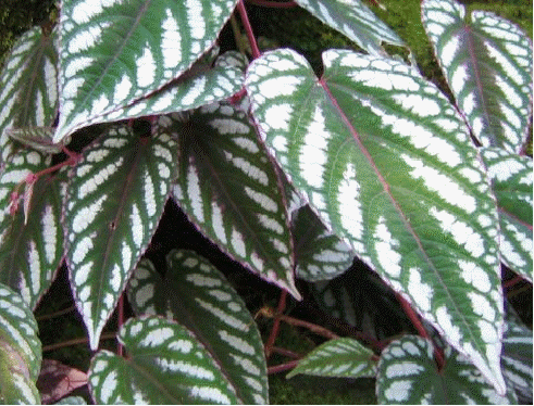 Rex begonia vine, Cissus discolor