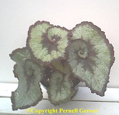 Ram's Head Begonia (Begonia 'Escargot')