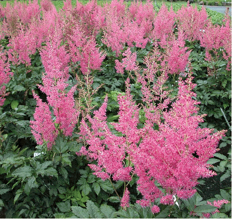 Astilbe 'Rheinland'