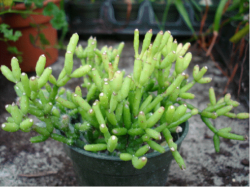 Rice Cactus 'Lil Pickles'