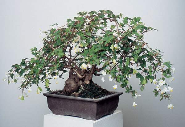 Begonia 'Richardsiana'