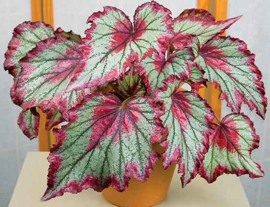 Begonia 'Ring of Fire'