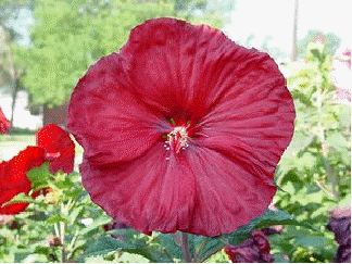 Hibiscus 'Robert Fleming'