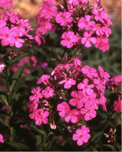 Phlox 'Robert Poore'