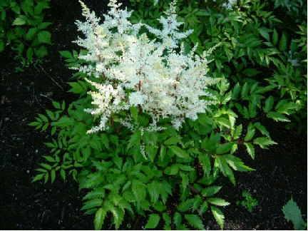 Astilbe 'Rock & Roll'