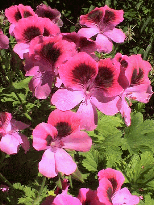 Geranium 'Roger's Delight'