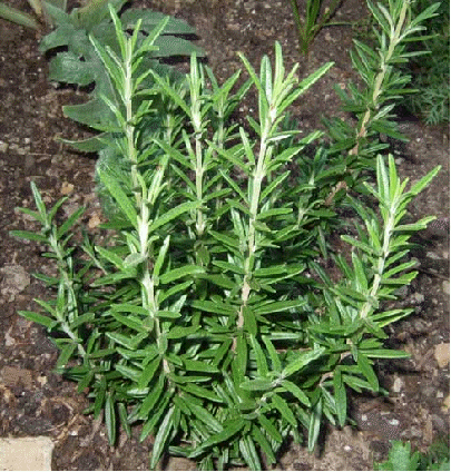 Rosemary