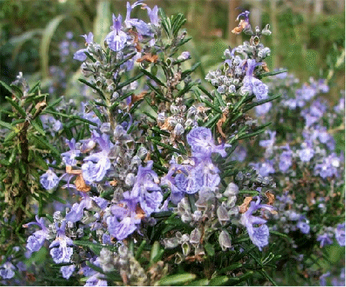 Rosemary flowers