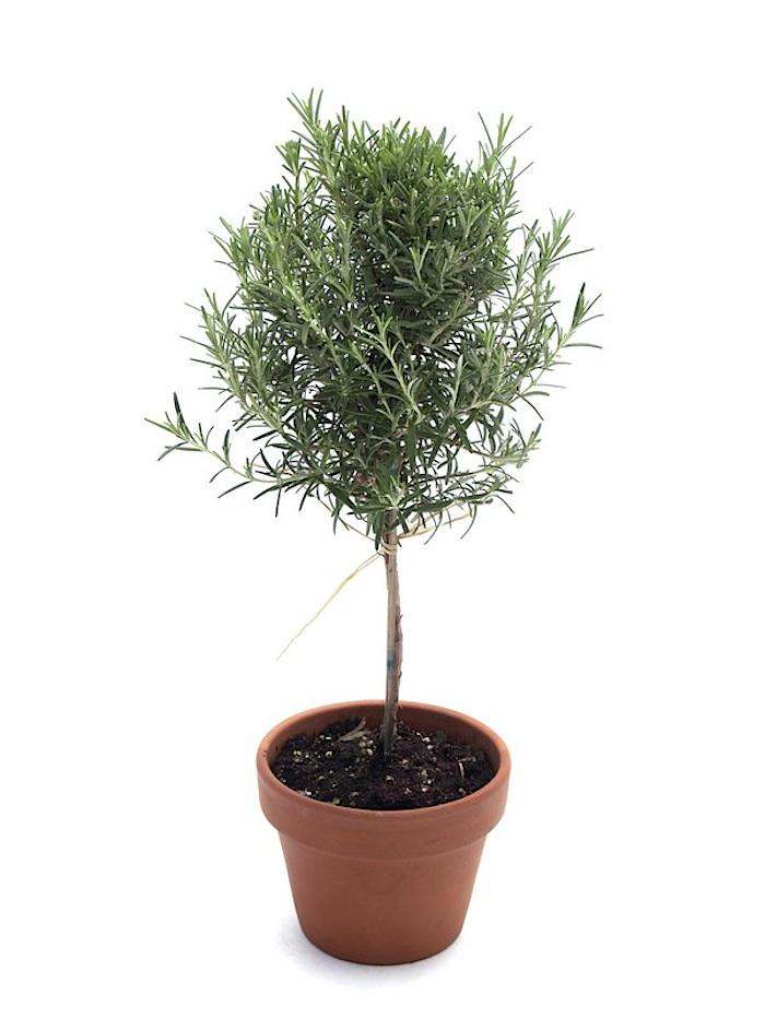 Rosemary Topiary