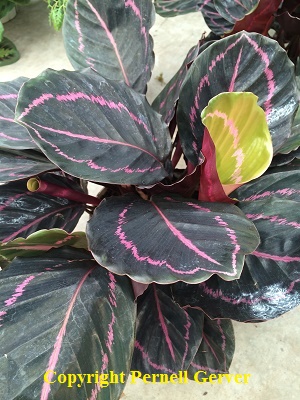 Calathea roseopicta