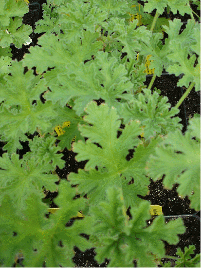 Rose Scented Geranium