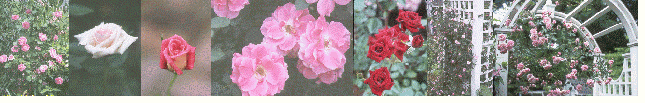 Roses