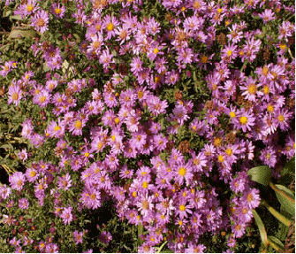 Dwarf aster 'Rose Serenade'