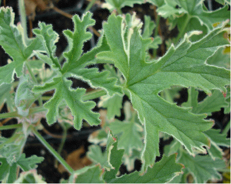 Rose Variegated Scented Geranium, Pelargonium graveolens 'Variegata'
