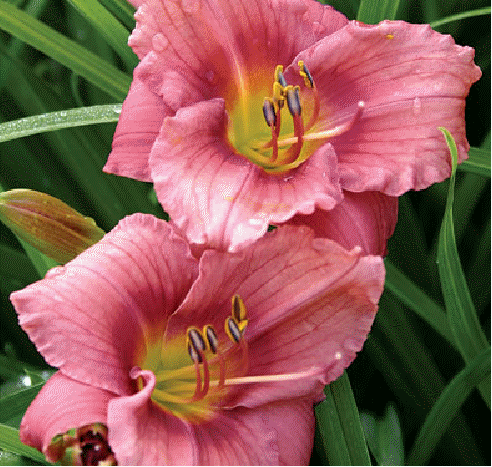 Daylily 'Rosy Returns'