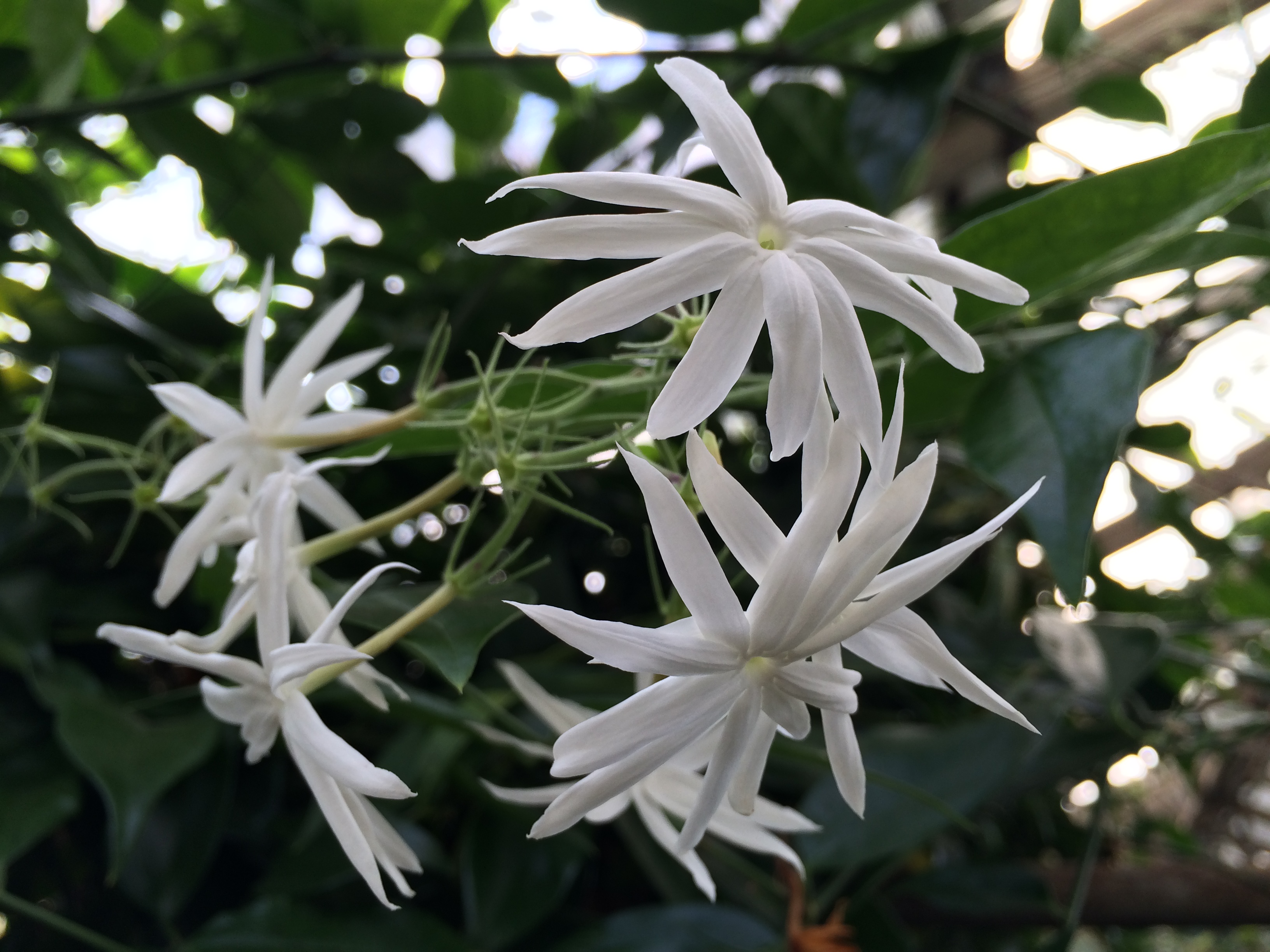 Royal jasmine (Jasminum nitidum)