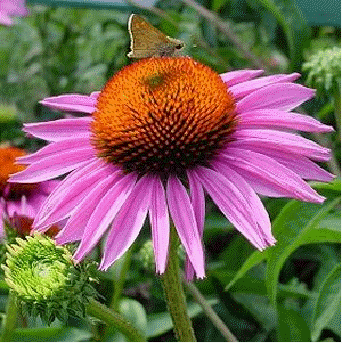 Echinacea 'Rubinstern'