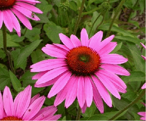 Echinacea 'Ruby Giant'