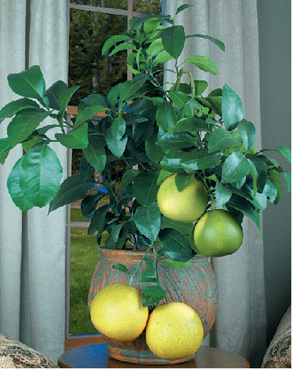 'Ruby Red' Grapefruit