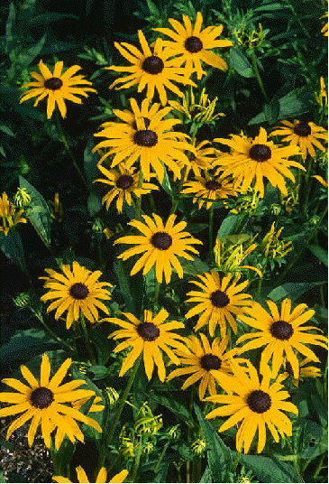 Rudbeckia 'Goldsturm'