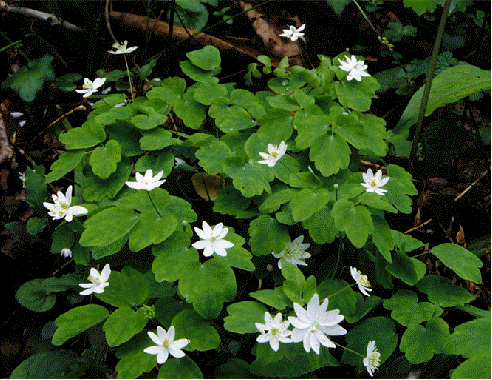 Rue Anemone