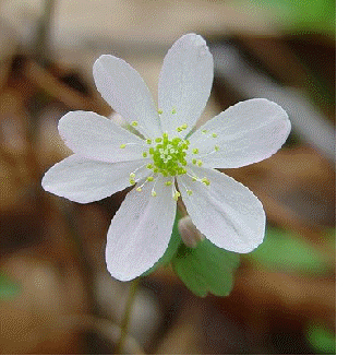 Rue Anemone