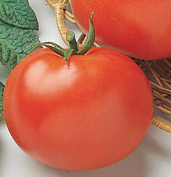 Tomato 'Rutgers'