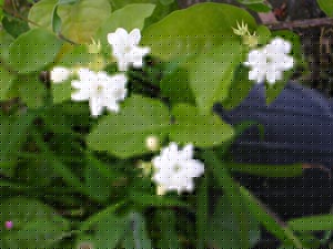 Sambac jasmine 'Maid of Orleans'