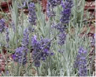 Lavender x intermedia 'San Andreas'