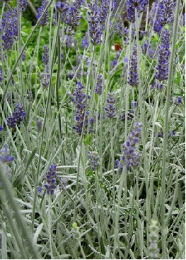 English lavender 'Sawyers'
