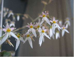 Strawberry begonia flowers