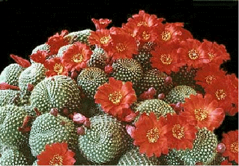 Scarlet Crown Cactus