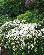 Dwarf aster 'Schneekissen'
