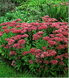 Sedum 'Autumn Joy'