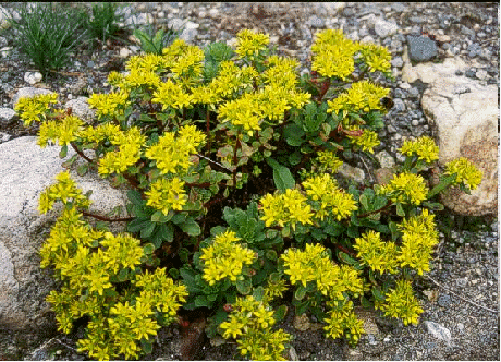Sedum kamtschaticum var. middendorffianum