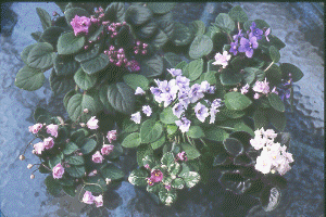 Semi-Mini, Mini, & Trailer African Violet Collection
