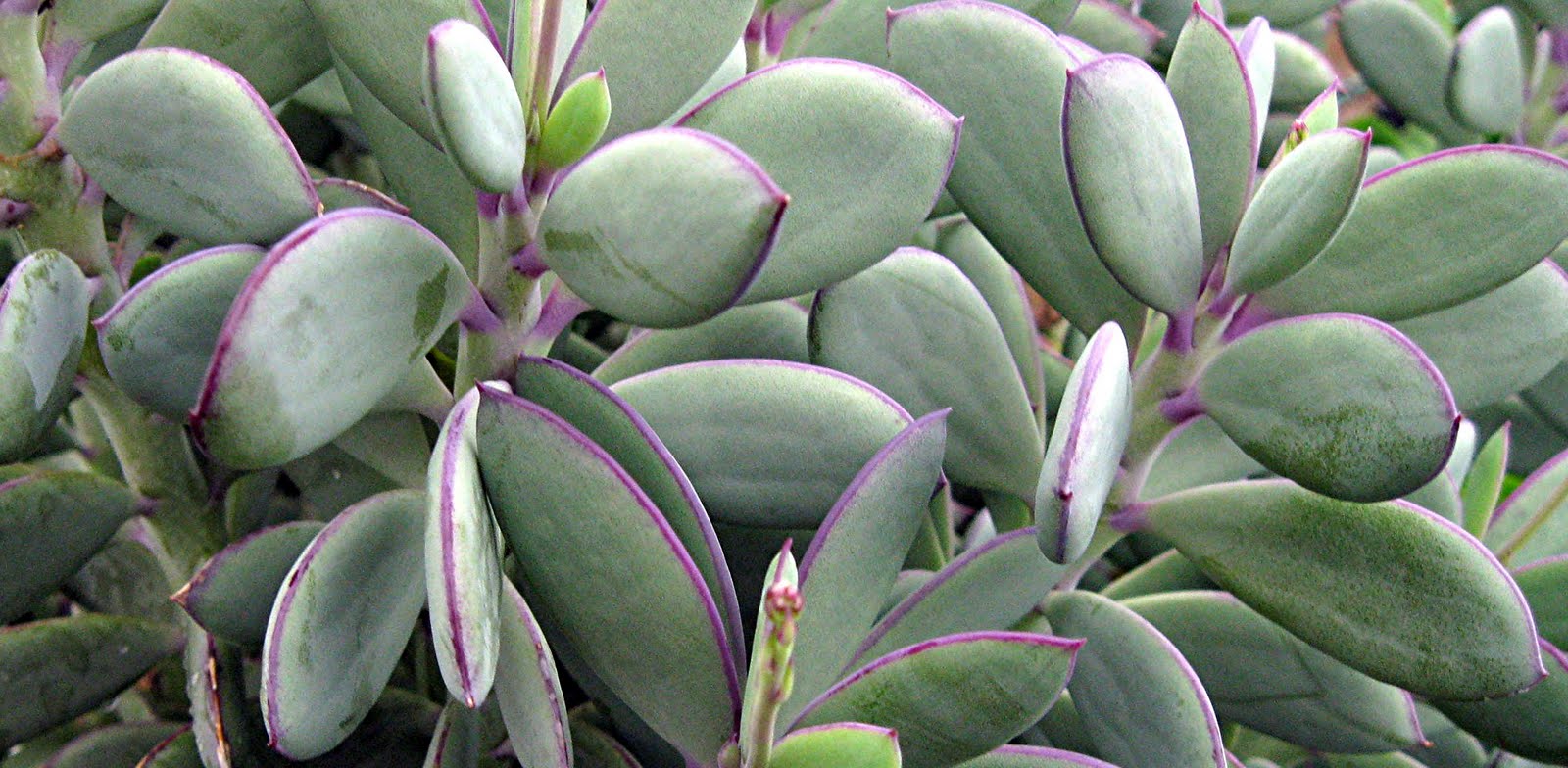 Senecio crassissimusq