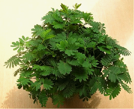 Sensitive plant, Mimosa pudica
