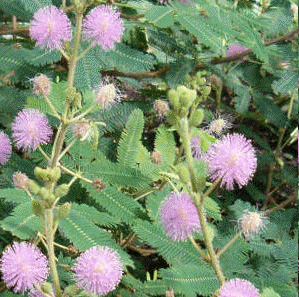 Sensitive plant flowers (Mimosa pudica)