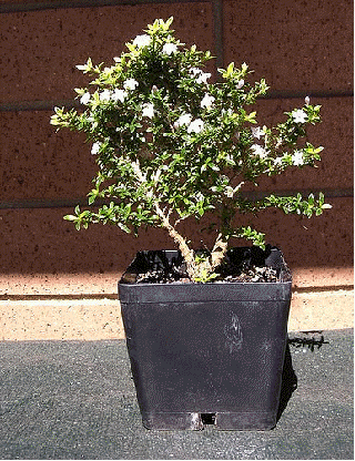 Serissa foetida