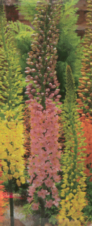 Foxtail Lily 'Shelford Pink'