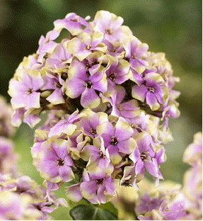 Phlox 'Sherbet Cocktail'