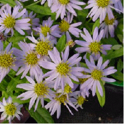 Japanese aster 'Shogun' flowers